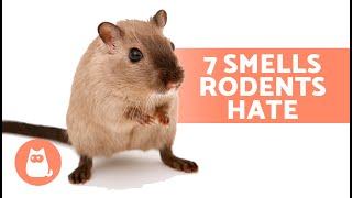 7 SMELLS That MICE and RATS HATE 🐀❌ They Can