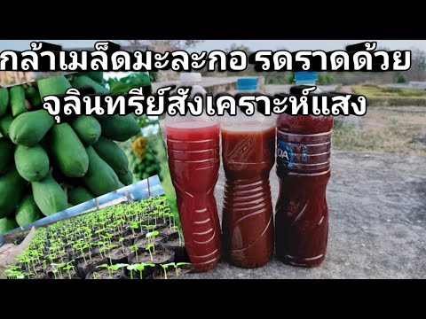 เพราะมะละกอ รดราดด้วยจุลินทรีย์สังเคราะห์แสง ต้นแข็งแรงมาก