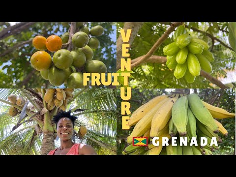 Fruit Tour in Grenada | Fruits that will SURPRISE you | How to Peel a COCONUT, from an EXPERT |
