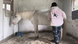 Episode 78 - Reike Therapy for American Paint Horse