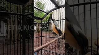 Download lagu Pancingan Cendet Sembur Gacor, Pancingan emosi cendet mp3 Download lagu Pancingan Cendet Sembur Gacor, Pancingan emosi cendet mp3