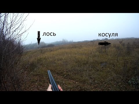 загонная охота на лося 2019.вышел вместе с косулей на номер!