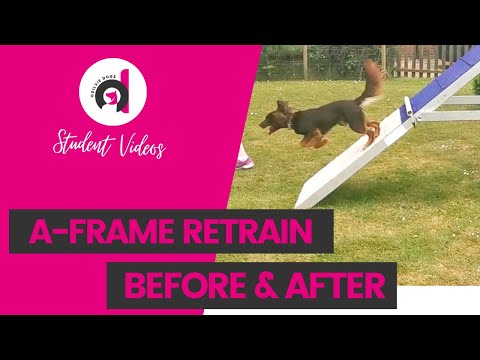 RETRAINING TO A RUNNING A-FRAME: From stop contact to running A-frame using Marita's online course