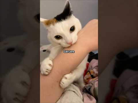 Cat Core #cat #cats #funnycats #funny #funnyvideos #catcore