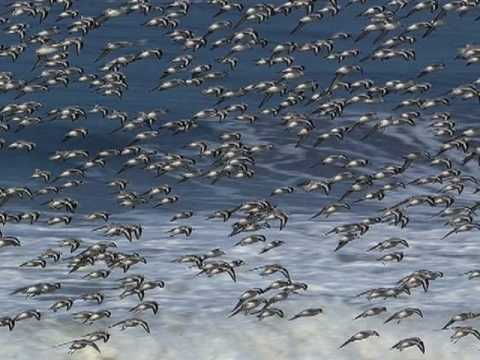 Puff Dragon - Sympathetic Resonance