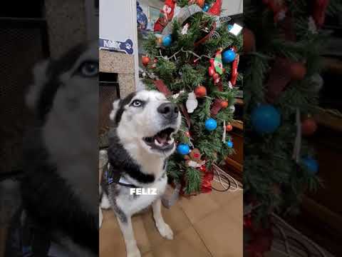Este PERRO te DICE FELIZ NAVIDAD en perfecto español