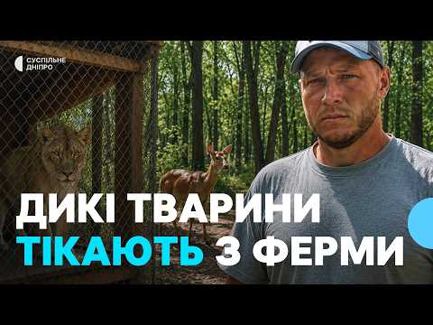 С незаконной фермы в Кривом Роге сбежали олень, львица и лошади. Что с животными?