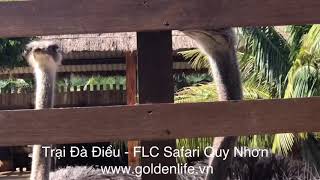 preview picture of video 'Ngôi nhà Đà Điểu tại FLC Safari Quy Nhơn - Golden Life Travel'