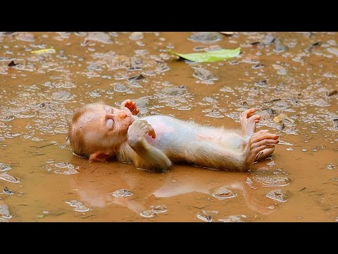 Lovely Baby sleeps soundly alone on the ground although his mother slowly return to comfort him