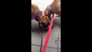 Dakota and Stella Reunited Happy Campers 11-17-13