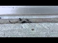 Death March of the Pill Bugs