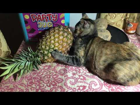 Ulla Britta the Cat vs another pineapple