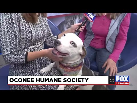 Four Legged Friends: Blue - YouTube