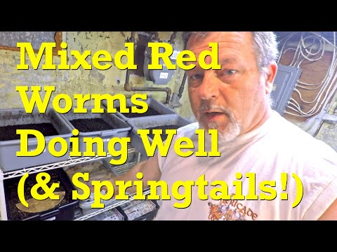 Mixed red worm bin (with springtails) still composting at 332 days of age - vermicompost