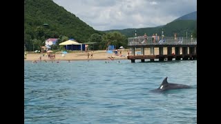 Плавание с дельфинами в Чёрном Море фото