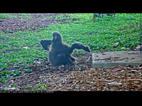 Wing Flaps and Full Stand From Young Kalama – Apr. 14, 2017