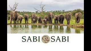 Sabi Sabi:  Yesterday, Today, Tomorrow