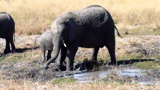 Elephant Family Wallows in a Mud Pit - Vumbera Plains, Botswana