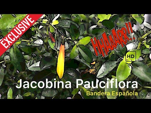 , title : 'Bonsai Jacobinia Pauciflora