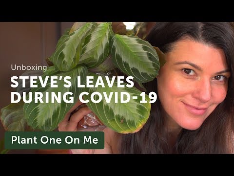 Steve's Leaves Unboxing During Covid-19 Pandemic — Ep 161