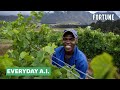 How A.I. Is Being Used In Vineyards To Battle Climate Change | Everyday A.I.