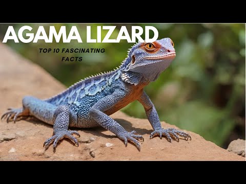 Top 10 Amazing Facts About Agama Lizards!