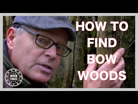 Woods for Archery Bows. I Fell an Ash Tree Sapling. Teach Yourself Bow Making. Part 3