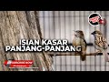 Tembakan Kasar Diulang Ulang Materi Kapas Tembak Greja Tarung Cucak Cungkok Super Gacor