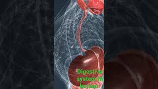 digestive system 3d animated video by professor of
