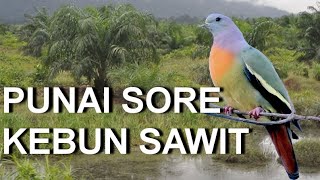Download lagu pikat punai sore di kebun mp3 Download lagu pikat punai sore di kebun mp3