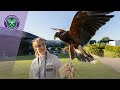 Find out more about Rufus The Hawk at Wimbledon 2019
