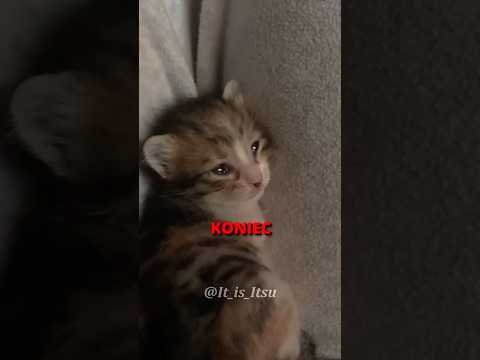 CO ROBI KOT PRZED ŚMIERCIĄ?! 😿☠️ #shorts