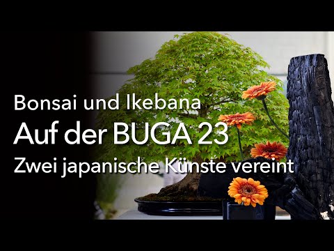 BUGA 23 mit Bonsai- und Ikebana-Ausstellung. Zwei japanische Kunstformen treffen auf einander.
