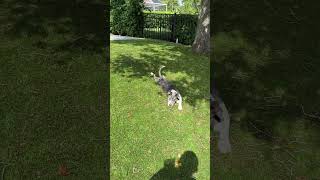 Video preview image #1 Great Dane-Unknown Mix Puppy For Sale in Valrico, FL, USA