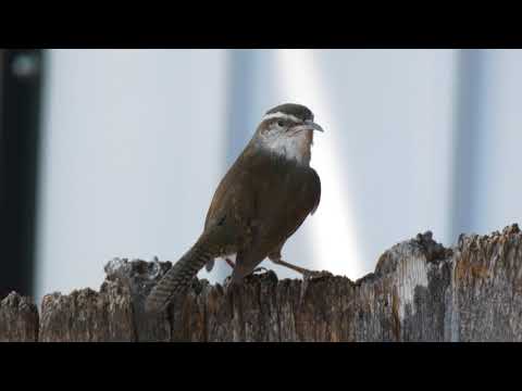 Oriešok záhradný (Thryomanes bewickii) — správanie, biotop a hlas