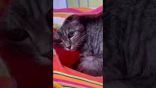 Video - Pensione Gatti