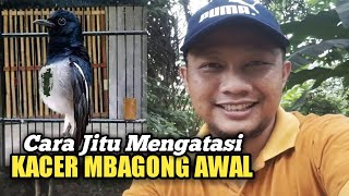 Download lagu Cara Jitu MENGATASI KACER MBAGONG AWAL mp3 Download lagu Cara Jitu MENGATASI KACER MBAGONG AWAL mp3