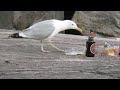 Herring Gull Scavenging In The Park