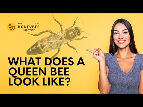 What does a queen bee look like? | Honeybee Hobbyist