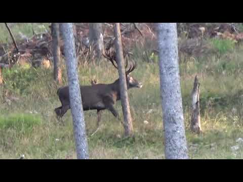 Hirschbrunft in Österreich