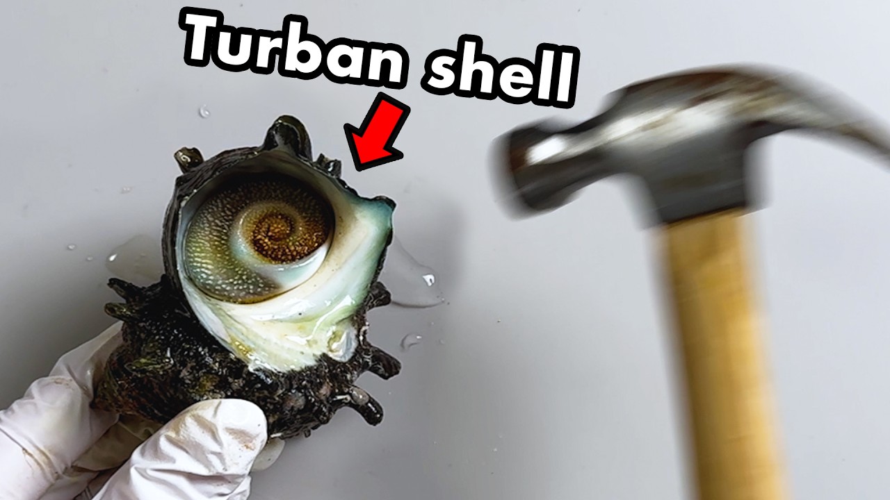 What Happens When You Put a Turban Shell in Water…? - Turban Shell Dissection