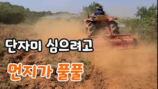 물 1도 없는 매마른땅 단자미 모종 살수 있을까?