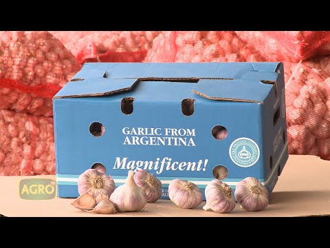 Ajos con pasaporte, de Mendoza al mundo. Fideicomiso Santa Rita (#919 2021-03-13)