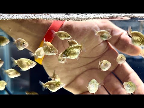 THOUSANDS of baby goldfish