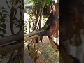 Jamnyapyari Goat Sale Contact 9496819612