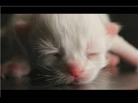 Kitten Care : Determining the Age of Kittens - YouTube