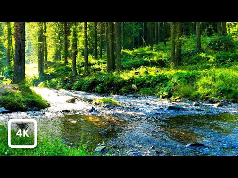 Golden Hour Gentle Mountain Stream River | 4K HDR Flowing Water Nature Ambience for Sleep & Focus