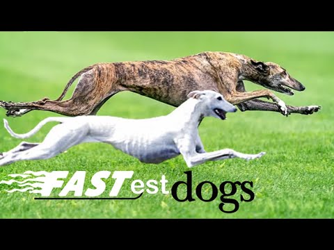 Pet Health Tips Video