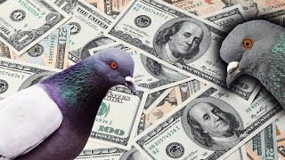 Where To Buy Pigeons