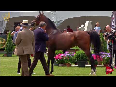 N.63 FAVORITE J - Bruges 2018 C European - Amateur Junior Colts (Class 8)